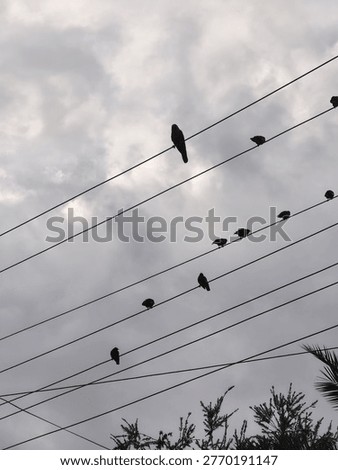 A dramatic outdoor scene showing crows perched on electric wires against a sky filled with dark, heavy rain clouds. The atmosphere suggests an approaching storm, with a moody and overcast tone dominating the view. The contrast between the silhouetted birds, sharp wires, and deep cloud cover creates a powerful and atmospheric composition.