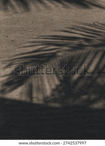 Dramatic palm tree shadow cast across sandy beach surface in Holbox, Mexico.