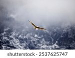 Dramatic photo of a ferruginous hawk flying in a falconry show. The dark background consists of half mountain rocks and half grey clouds.