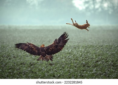 Dramatic photo of golden eagle hunting rabbit. - Shutterstock ID 2232281845