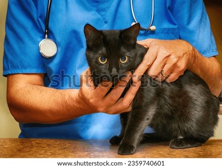 Dramatic photo of little black cat being cared for by a kind veterinarian. 
