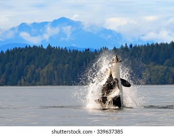 Dramatic photo of orca breaching in discovery channel with a mountain backdrop , near campbell river, british columbia, with a captured harbor porpoise in its mouth