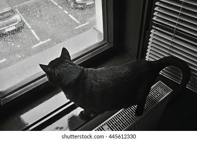 8,859 Cat Rain Stock Photos, Images & Photography 