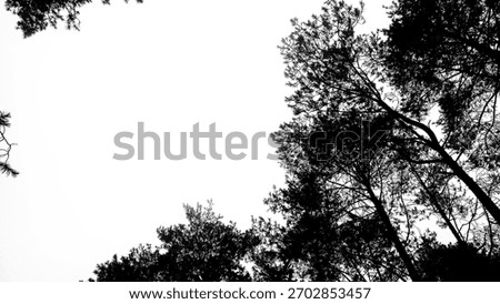 dramatic pine shilouette in the misty forest. 