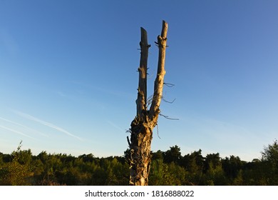 Dramatic Pollarded Silver Birch Tree	