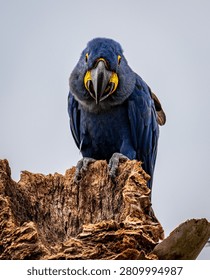 A dramatic portrait capturing the intense stare of a beautiful Hyacinth Macaw, the world's largest flying parrot
