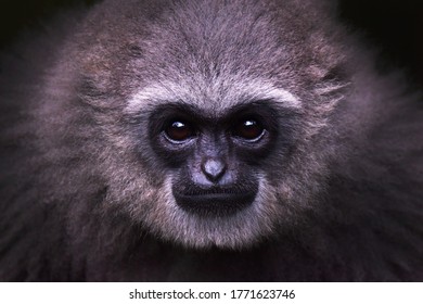 The Dramatic Portrait Of Javan Gibbon