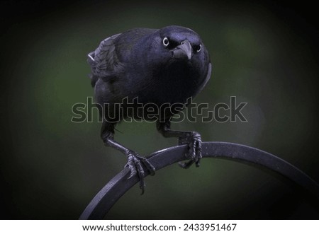Dramatic portrait of a large black bird