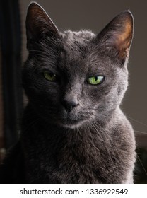 A dramatic portrait of a Russian Blue cat. She has green eyes, and the lightning is done Rembrandt style. 
