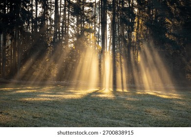 Dramatic rays of sunlight breaking through tall evergreen trees in stunning display of light and shadow, creating captivating effect that celebrates natures beauty.