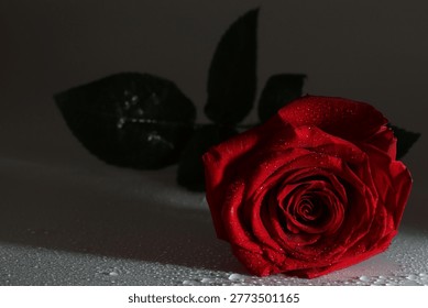 Dramatic red rose bloom with water drops in low light, close-up floral background