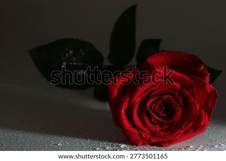 Dramatic red rose bloom with water drops in low light, close-up floral background