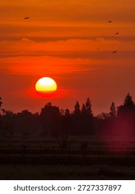Dramatic red sunset with a glowing sun over a rural landscape, silhouetted trees and birds flying across the sky. Warm evening atmosphere with strong color tones, ideal for nature, travel, emotional, and inspirational concepts.