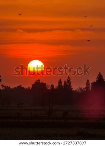 Dramatic red sunset with a glowing sun over a rural landscape, silhouetted trees and birds flying across the sky. Warm evening atmosphere with strong color tones, ideal for nature, travel, emotional, and inspirational concepts.