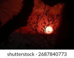 dramatic red sunset landscape with trees silhouette