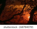 dramatic red sunset landscape with trees silhouette