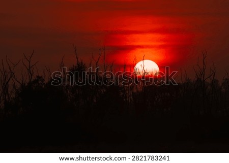 A dramatic red sunset over the River Ganga at Triveni Ghat in Rishikesh, Uttarakhand, India. The glowing sun silhouettes the riverside trees, creating a peaceful landscape that reflects the spiritual beauty and natural charm of one of India's most revered pilgrimage destinations.