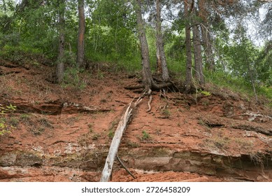 Dramatic riverbank cliff exposes Devonian sandstone layers with exposed pine roots gripping eroded red soil. Fallen ancient trees and lush green forest create raw geological power and nature's resilience texture.
