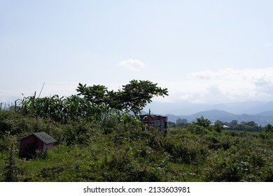 Dramatic Rural Landscape With A Pink Dog Kennel Overgrown With Green Bushes