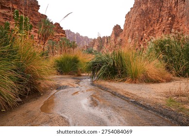 Dramatic sandstone cliffs and water stream in the Wadi Al Disah canyon near Tabuk in Saudi Arabia