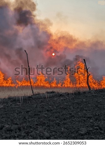 A dramatic scene of a crop field on fire with thick smoke rising into the sky and the sun glowing through the haze.