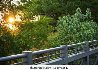 Dramatic Scene Of Sunset Light Passing Through Branches And Leaves Of Trees To Light Up Metal Bridge Below In Arbor Hills Nature Preserve's Observation Tower.