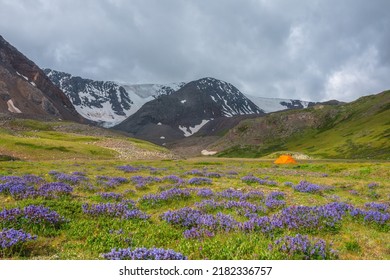 Dramatic Scenery With Vivid Orange Tent In Sunlit Flower Meadow With View To Snow Mountains Under Cloudy Sky. Overcast Landscape With Purple Flowers In Valley In Sunlight Against Snow Mountain Range.