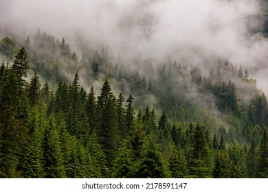 dramatic scenic fog in pine forest on mountain slopes. amazing scenery with foggy dark mountain forest pine trees at autumn. footage of spruce forest trees on the mountain hills at misty day - Shutterstock ID 2178591147