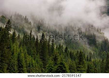 dramatic scenic fog in pine forest on mountain slopes. amazing scenery with foggy dark mountain forest pine trees at autumn. footage of spruce forest trees on the mountain hills at misty day