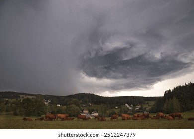 Dramatic severe thunderstorm over the Ore Mountains in Saxony, Germany, with a swirling dark sky and heavy rainfall causing flood risks. In the foreground, cows graze peacefully, adding contrast.