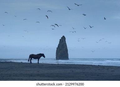 Dramatic Shot with Lonely Horse on Kunashir island with Devil's Finger on Background.