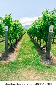 Dramatic shot of rows of grapevines at local Marlborough Sauvignon Blanc Vineyard. Walking inside the winery. Shot with symmetry and leading lines. Green and blue. Shot in Blenhiem, New Zealand.