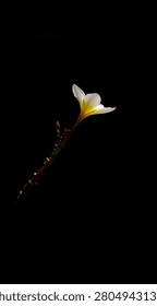 A dramatic side profile of a single white and yellow Plumeria (frangipani) flower with its textured stem and small buds, gracefully illuminated and isolated on a pure black background with extensive vertical copy space.