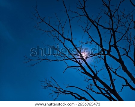 A dramatic silhouette of bare tree branches against a glowing full moon in a deep blue night sky. The intertwining limbs create an eerie and captivating composition, evoking a sense of quiet mystery. 