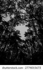 Dramatic Silhouette of Dense Forest Canopy Against Bright Sky