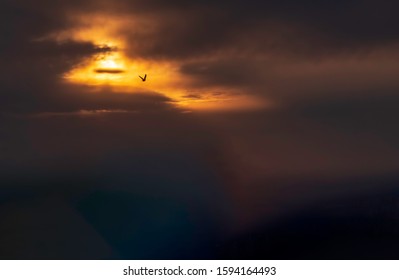 Dramatic silhouette of lone bird in flight along an illuminated portion of darkening evening sky, for concepts such as instinct and action, freedom and self-reliance, chance and risk - Shutterstock ID 1594164493