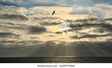 Una silueta dramática de una gaviota volando frente al sol, parcialmente escondida detrás de nubes gruesas, creando una escena atmosférica y malhumorada del cielo