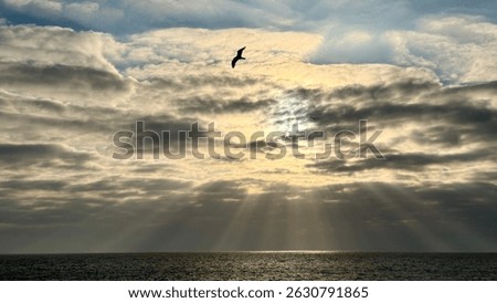 A dramatic silhouette of a seagull flying in front of the sun, partially hidden behind thick clouds, creating an atmospheric and moody sky scene