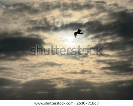 A dramatic silhouette of a seagull flying in front of the sun, partially hidden behind thick clouds, creating an atmospheric and moody sky scene