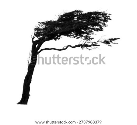 Dramatic silhouette of a tree bent by the wind, transparent background, natural sculptural forms and concepts of resilience, ideal for minimalist design compositions and striking landscapes.