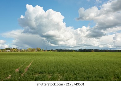 Dramatic Sky Above The Hills Of A Green Plowed Agricultural Field And Forest. Glowing Clouds After The Rain And Storm. Pure Sunlight. Idyllic Rural Scene. Spring, Early Summer. Nature, Ecology Themes