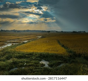 dramatic sky background in the paddy fields