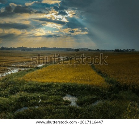 dramatic sky background in the paddy fields