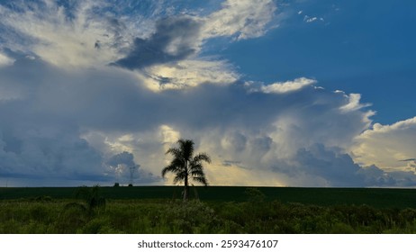 Dramatic sky with billowing clouds over a lush green field and a lone palm tree silhouetted against the horizon.