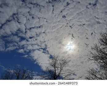 Dramatic Sky with Clouds and Flying Birds Silhouetted Above Bare Trees