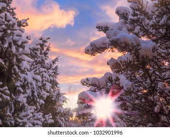 Dramatic sky during sunset over tree branches covered with snow