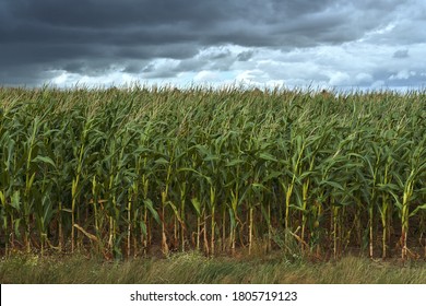 Dramatic sky over cornfield in germany on a rainy summer day.
