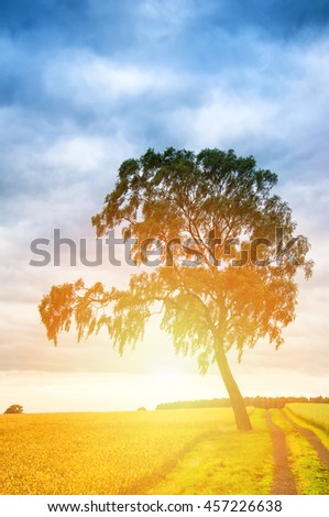 Dramatic sky over golden field and lonely tree