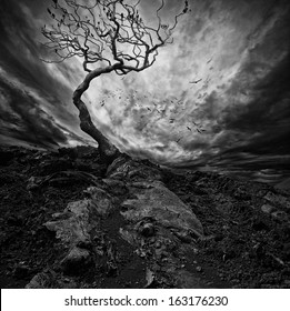 Dramatic sky over old lonely tree 