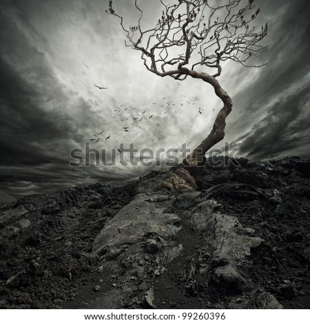 Dramatic sky over old lonely tree.